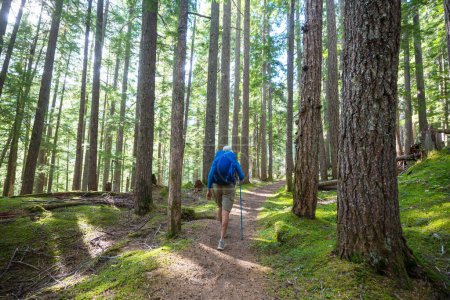 Téléchargez les photos : Homme randonnée baie le sentier dans la forêt.Nature loisirs randonnée Voyage en plein air - en image libre de droit