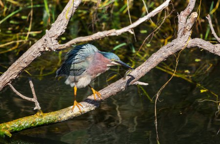 Téléchargez les photos : Héron vert, Everglades National Park, Floride - en image libre de droit