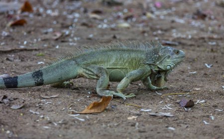 Téléchargez les photos : Iguane vert sauvage au Costa Rica - en image libre de droit
