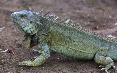 Foto de Iguana verde salvaje en Costa Rica - Imagen libre de derechos