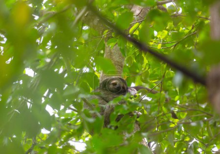 Téléchargez les photos : La paresse sur l'arbre au Costa Rica, Amérique centrale - en image libre de droit