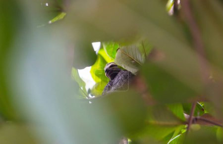 Téléchargez les photos : La paresse sur l'arbre au Costa Rica, Amérique centrale - en image libre de droit