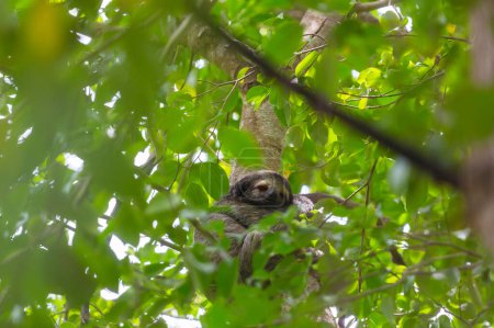 Das Faultier auf dem Baum in Costa Rica, Mittelamerika