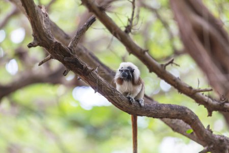 Téléchargez les photos : Tamarin adulte, Saguinus oedipus, assis sur un arbre en Colombie - en image libre de droit