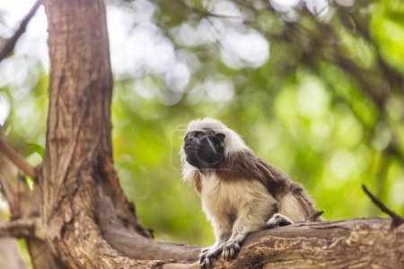 Foto de Tamarín adulto de algodón, Saguinus edípo, sentado en un árbol en Colombia - Imagen libre de derechos