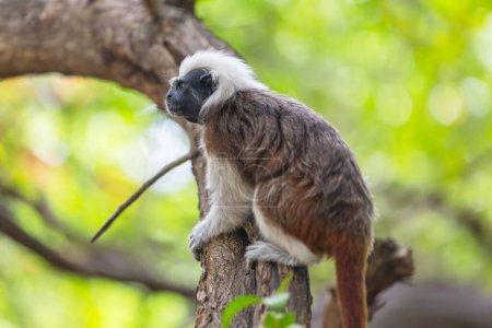Téléchargez les photos : Tamarin adulte, Saguinus oedipus, assis sur un arbre en Colombie - en image libre de droit