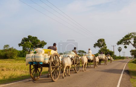 Foto de Traditional ox cart on the countryside road, Sri Lanka - Imagen libre de derechos