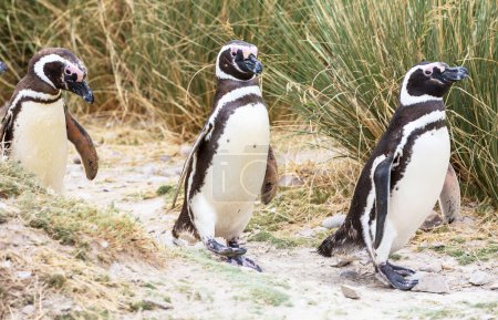 Photo for Magellanic Penguin (Spheniscus magellanicus) in Patagonia - Royalty Free Image