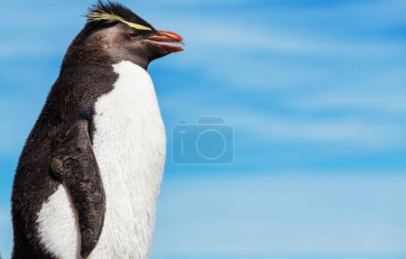 Foto de Pingüinos Rockhopper en Argentina - Imagen libre de derechos