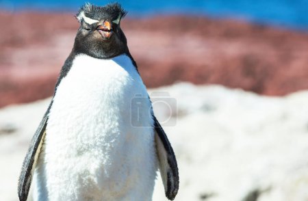 Photo for Rockhopper penguins in Southern Argentina - Royalty Free Image