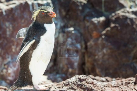 Téléchargez les photos : Pingouins Rockhopper dans le sud de l'Argentine - en image libre de droit
