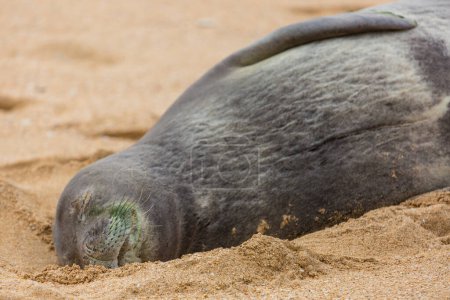 Foto de Bastante relajante foca en la costa del océano - Imagen libre de derechos
