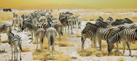 Foto de Cebras de las llanuras africanas en las praderas de sabana marrón seca que navegan y pastan. Fondo safari africano - Imagen libre de derechos