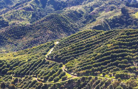 Téléchargez les photos : Avocado orchard in Colombia. Green rural landscapes. - en image libre de droit