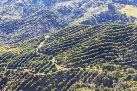 Téléchargez les photos : Avocado orchard in Colombia. Green rural landscapes. - en image libre de droit