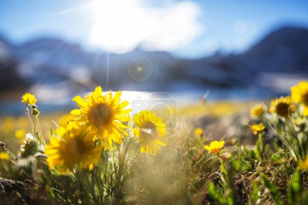 Foto de Pradera de montaña en un día soleado. Paisaje natural de verano. - Imagen libre de derechos