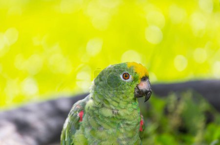 Téléchargez les photos : L'Amazone à couronne jaune ou perroquet à couronne jaune est une espèce de perroquet originaire d'Amérique du Sud tropicale.. - en image libre de droit