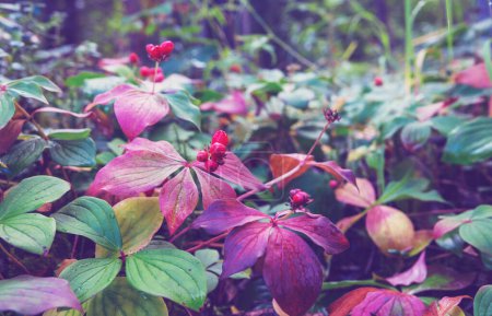 Foto de Autumn background.  Wild plants in the forest in autumn season, macro. Wild wild berries on a green background in the forest. - Imagen libre de derechos