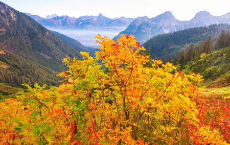 Photo for Colorful Autumn season in mountains, - Royalty Free Image