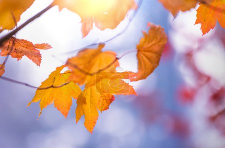 Photo for Colorful yellow leaves in Autumn season. Close-up shot. Suitable for background image. - Royalty Free Image