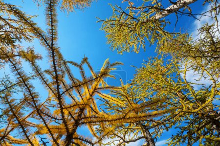 Foto de Hermosos alerces dorados en las montañas, temporada de otoño. - Imagen libre de derechos