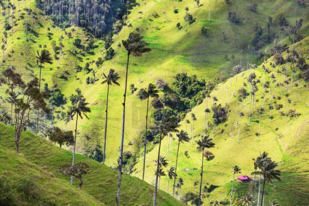Photo for Unusual Cocora Valley in Colombia, South America. - Royalty Free Image