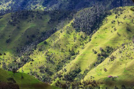 Téléchargez les photos : Vallée inhabituelle de Cocora en Colombie, Amérique du Sud. - en image libre de droit