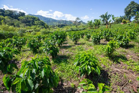 Téléchargez les photos : Plantations de café dans les hautes terres de Colombie, Amérique du Sud - en image libre de droit