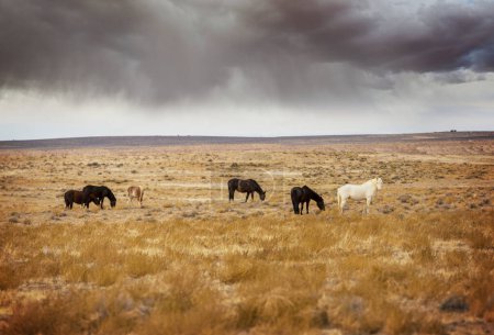 Téléchargez les photos : Chevaux sauvages dans la prairie américaine - en image libre de droit