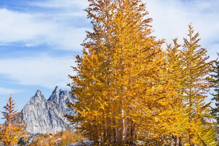 Foto de Hermosos alerces dorados en las montañas, temporada de otoño. - Imagen libre de derechos