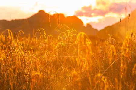 Téléchargez les photos : Herbe dans une prairie au coucher du soleil sur fond de nature - en image libre de droit