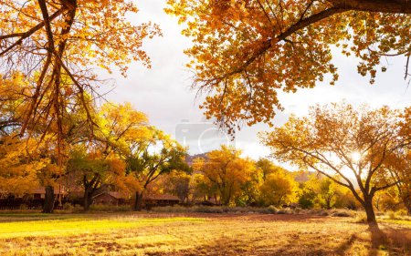 Téléchargez les photos : Jardin orange en automne - en image libre de droit