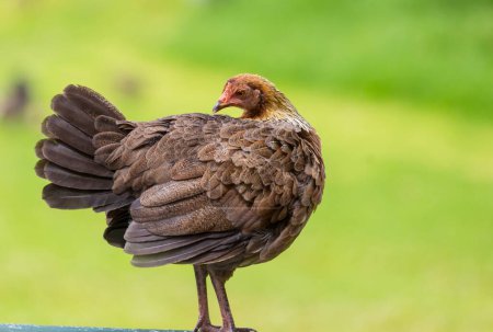 Téléchargez les photos : Poulet sauvage sur Kauai, Hawaï dans l'herbe verte - en image libre de droit