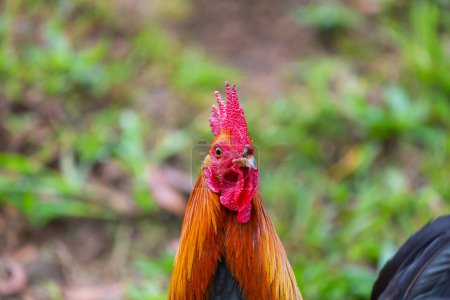 Photo for Rooster on Hawaii on the green lawn - Royalty Free Image