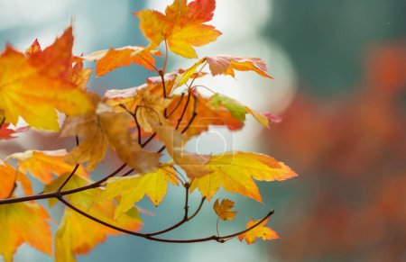 Téléchargez les photos : Feuilles jaunes colorées en automne. Gros plan. Convient pour l'image de fond. - en image libre de droit