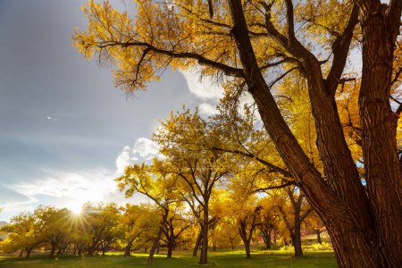 Photo for Orange and yellow trees in an  autumn park in sunny day. Beautiful fall season. - Royalty Free Image