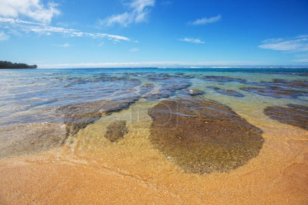 Photo for Amazing hawaiian beach in the sunny day - Royalty Free Image