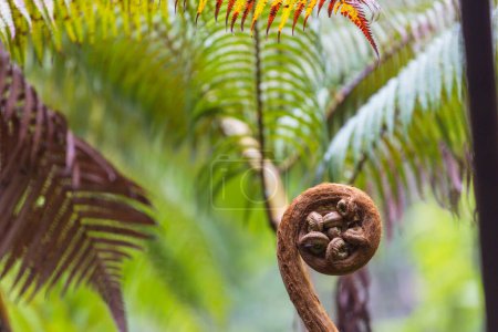 Téléchargez les photos : Plantes tropicales sur la jungle hawaïenne - en image libre de droit