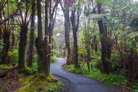 Téléchargez les photos : Plantes tropicales sur la jungle hawaïenne - en image libre de droit