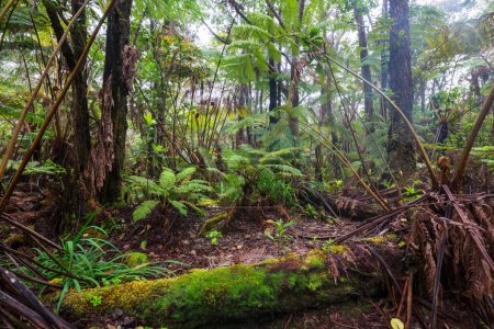 Foto de Plantas tropicales en la selva hawaiana - Imagen libre de derechos