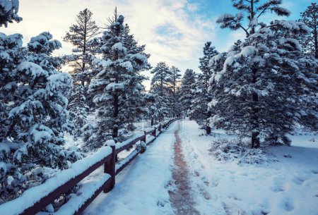 Téléchargez les photos : Forêt couverte de neige en hiver. Bon pour le fond de Noël. - en image libre de droit