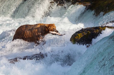 Foto de Un oso pardo cazando salmón en Brooks cae. Coastal Brown Grizzly Bears pesca en el Parque Nacional Katmai, Alaska. Temporada de verano. Tema Vida silvestre natural. - Imagen libre de derechos