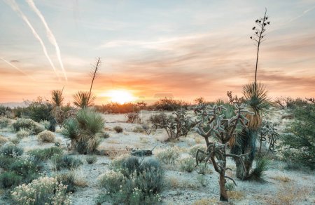 Foto de Cactus field in a mountains, Arizona, Estados Unidos - Imagen libre de derechos