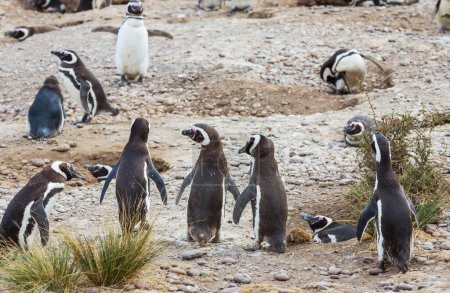 Téléchargez les photos : Pingouins de Magellan (Spheniscus magellanicus) en Patagonie - en image libre de droit