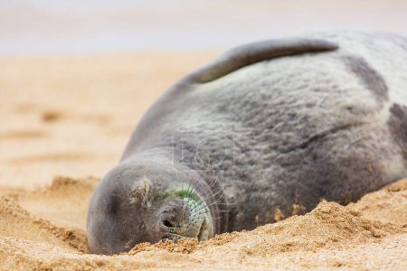 Photo for Pretty relaxing  seal in the ocean coast - Royalty Free Image