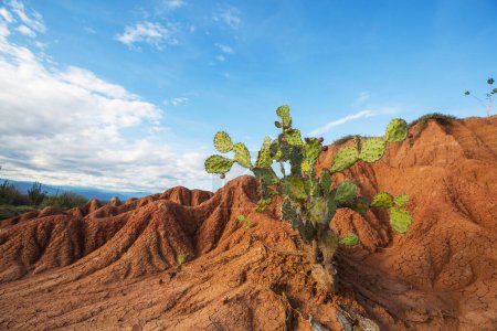 Téléchargez les photos : Paysages insolites à Tatacoa désert, Colombie, Amérique du Sud - en image libre de droit