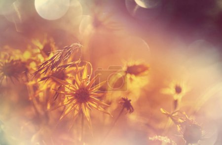 Photo for Beautiful wildflowers on a green meadow in summer season. Natural background. - Royalty Free Image