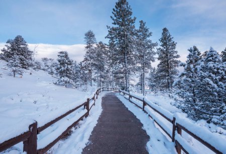 Foto de Bosque cubierto de nieve escénica en temporada de invierno. Bueno para fondo de Navidad. - Imagen libre de derechos
