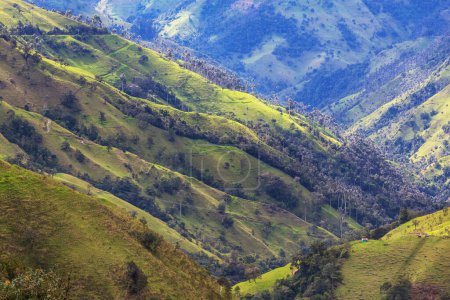 Foto de Inusual Valle del Cocora en Colombia, América del Sur. - Imagen libre de derechos