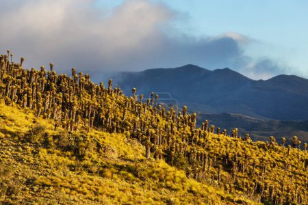 Foto de Bosque de frailejones o Espeletia, una hermosa planta en las montañas colombianas, América del Sur - Imagen libre de derechos